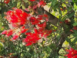 Schotia microphylla 20230708a